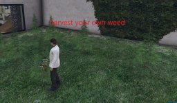 weed plants.jpg