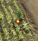 Screenshot 2025-06-02 132201.png