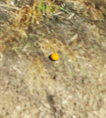 Screenshot 2025-06-02 132428.png