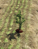 Screenshot 2025-06-02 132448.png