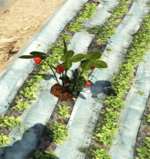 Screenshot 2025-06-02 132713.png