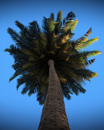 vegetation-01.jpg