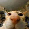 nooba