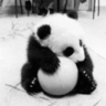 Pandis