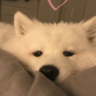 Dafcik