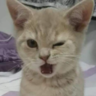 ZedNyang