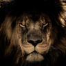 lionlion38