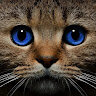 NotACat