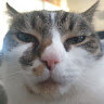 MrCatDE