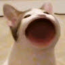 boofiboi6942é