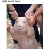 Mackitto