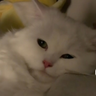 Wiktoria222