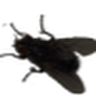 ALLA