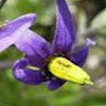 DeadlyNightShade
