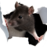 jampampins