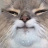 rinceweed