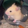 Luzrii