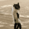 Brando2x