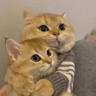 HuzaifaDev