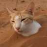 Cariolito1