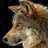 wolf_111