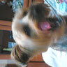 karloscuudii