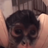 Celinbr