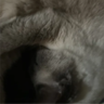dttoxicalt2