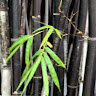 VytechS