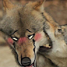 leakzdp