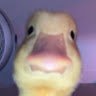 vagge
