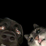 rtxz