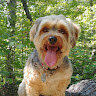 bailthedog1