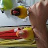 Kaponi