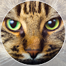 TomcaT