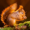 ASquirrel
