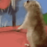 marmotta90