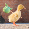 duckduck
