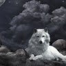 Daniel.Wolf
