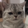 SquishyDiscord