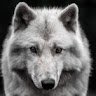 wolfje233