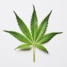 cannab