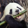 PandaBoy4231