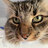 mauke_509