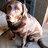 Jaysondirtpup