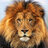 Maestro2779