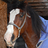 Horsemad74