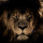 lionlion38