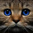 NotACat