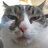 MrCatDE